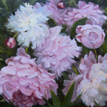 Peonies of Giverny